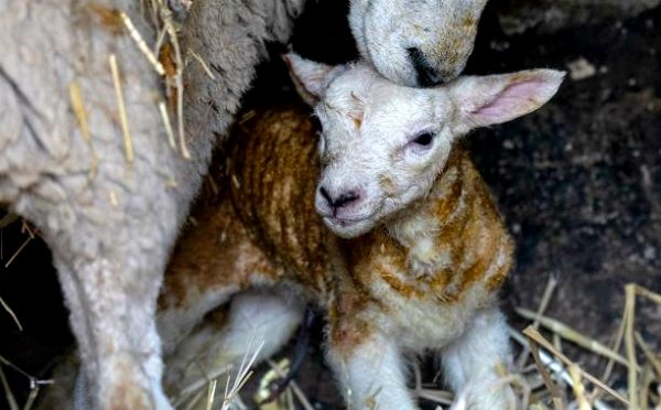 2019 Live lambing